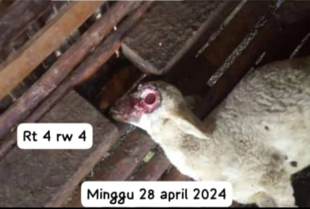 Breaking news: Kambing di Banyuanyar Mati Misterius, Dua Bola Matanya&nbsp;Hilang